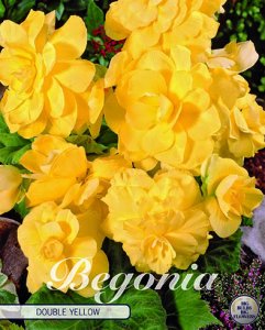Begonia doppelt gefüllt Gelb 3 Stück