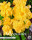 Begonia doppelt gef&uuml;llt Gelb 5 St&uuml;ck