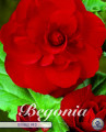 Begonia doppelt gefüllt Rot 3 Stück