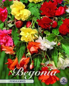 Begonia pendula Mix 3 St&uuml;ck