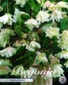 Begonia pendula Weiß 3 Stück