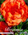 Begonia Picotee Gelb 5 St&uuml;ck