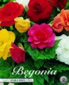 Begonia doppelt gefüllt Mix 3 Stück