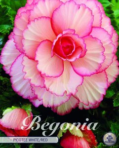 Begonia Picotee Weiss-Rot 3 Stück