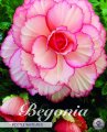 Begonia Picotee Weiss-Rot 3 Stück