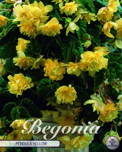 Begonia pendula Gelb 5 St&uuml;ck