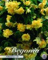 Begonia pendula Gelb 3 Stück