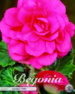 Begonia doppelt gef&uuml;llt Rosa 5 St&uuml;ck