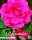 Begonia doppelt gef&uuml;llt Rosa 3 St&uuml;ck