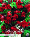 Begonia pendula Rot 3 Stück