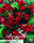 Begonia pendula Rot 3 St&uuml;ck
