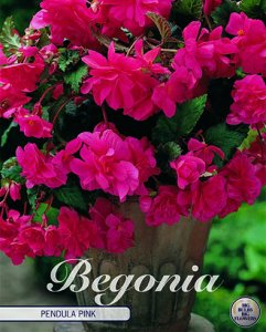 Begonia pendula Rosa 3 Stück