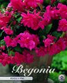 Begonia pendula Rosa 5 St&uuml;ck