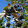 Aronia melanocarpa Hugin 1 St&uuml;ck