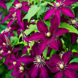 Clematis Dr. Rubbel