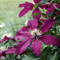 Clematis Dr. Rubbel