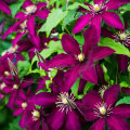 Clematis Moulin Rouge