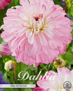 Dahlie Pink Petticoat