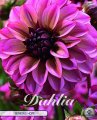 Dahlie Seniors Hope