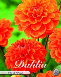 Dahlie Orange Nugget