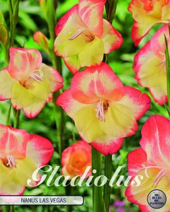 Gladiolen Nanus Las Vegas 10 St&uuml;ck
