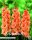 Gladiolen Peter Pears 10 St&uuml;ck