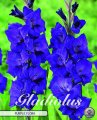 Gladiolen Purple Flora 10 Stück