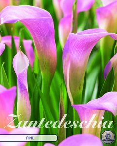 Calla Zantedeschia Light Pink 1 St&uuml;ck
