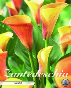 Calla Zantedeschia Mango 1 St&uuml;ck
