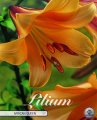 Lilium African Queen 2 Stück
