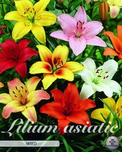Lilium Asiatic mixed 3 Stück
