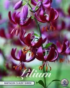 Lilium Martagon Claude Shride 1 St&uuml;ck