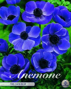 Anemone The Caen Blue 15 Stück
