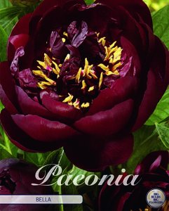 Paeonia Bella 1 Stück