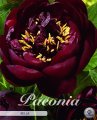 Paeonia Bella 1 Stück