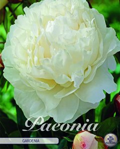Paeonia Gardenia 1 Stück