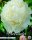 Paeonia Gardenia 1 Stück