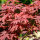 Acer palmatum Atropurpureum Roter Fächerahorn 1 Stück
