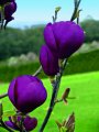 Magnolie Black Tulip 1 Stück