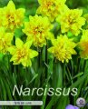 Narcissus Tete a Tete de Luxe 7 Stück