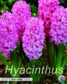 Hyacinthus Pink Pearl 5 Stück