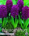 Hyacinthus Woodstock 5 Stück