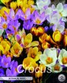 Crocus Botanical Mixed 20 Stück