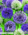 Allium Mixed 5 Stück