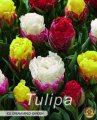 Tulpe Ice Cream Garden 5 Stück ( Premium )