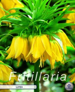 Fritillaria Imperialis Lutea 1 Stück