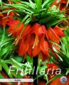 Fritillaria Imperialis Rubra 1 Stück