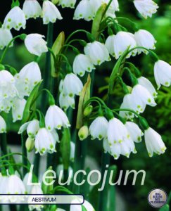 Leucojum Aestivum 10 Stück