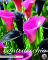 Calla Contadio (Pink/Black) 2 Stück