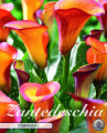 Calla Esmeralda 1 Stück